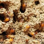 Skill Termite Exterminator: Unparalleled Termite Treatment Solutions Skill Termite Exterminator