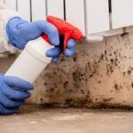The Importance of Proper Mold Removal and Remediation